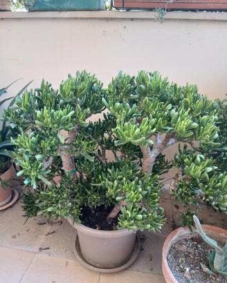 albero di giada