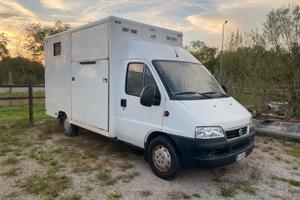 VAN TRASPORTO 2 cavalli