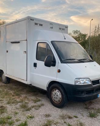 VAN TRASPORTO 2 cavalli