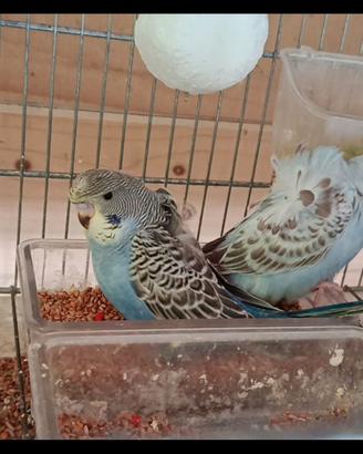 Backfrilled portatori ala nera e hagoromo