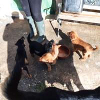 Cagnolini da regalare