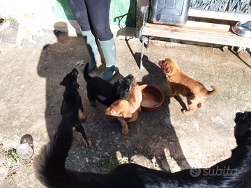 Cagnolini da regalare