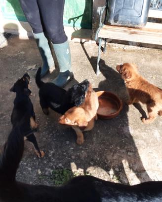 Cagnolini da regalare