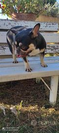 Bulldog francese