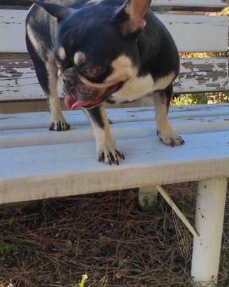 Bulldog francese