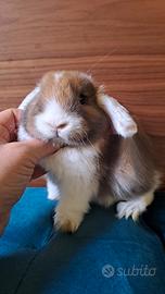 Splendido cucciolo ariete nano marrone e bianco