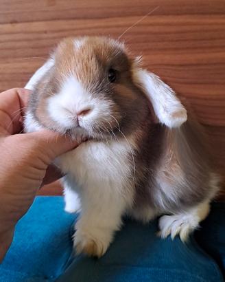 Splendido cucciolo ariete nano marrone e bianco