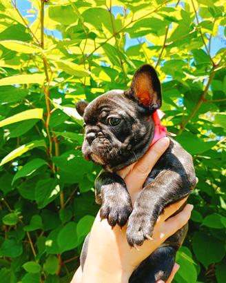 Cuccioli di bulldog francese