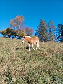 Cavallo