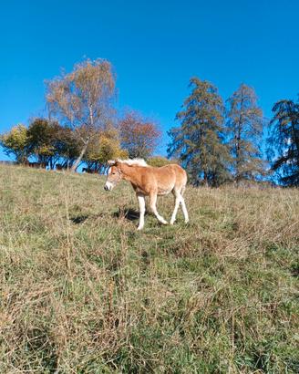 Cavallo