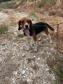 Cane da caccia