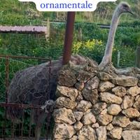 U. 0VA di Struzzo 1.5kg