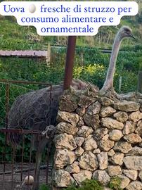 U. 0VA di Struzzo 1.5kg