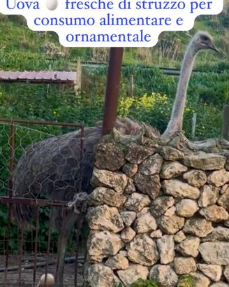 U. 0VA di Struzzo 1.5kg