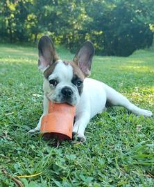 Cucciolo bulldog francese 90 gg