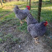 Pulcini di ovaiole ornamentali