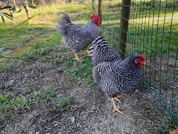 Pulcini di ovaiole ornamentali