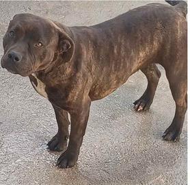 Cagnolina simil bul terrier 