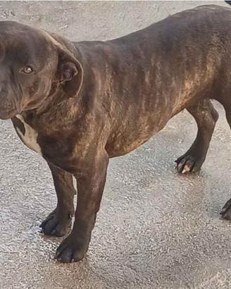 Cagnolina simil bul terrier 