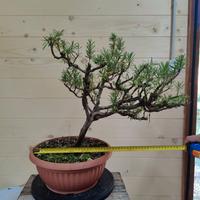 Bonsai di Rosmarino