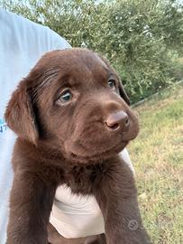 Cuccioli labrador Choco