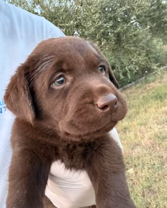 Cuccioli labrador Choco
