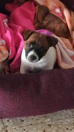 Jack Russell