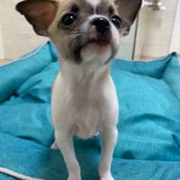 Cuccioli chihuahua