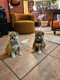 Cuccioli shiba inu