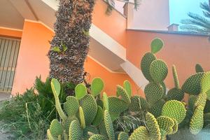 Nuovo appartamento con terrazza e cantina