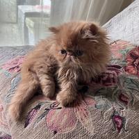 ? Cuccioli di Gatto Persiano i ?