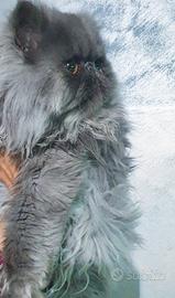 Persiana ipertipica femmina blu