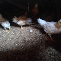 Pulcini di gallina livornese e rumeni