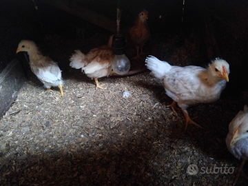 Pulcini di gallina livornese e rumeni