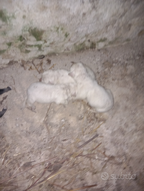 Cuccioli maremmano incrocio caucaso