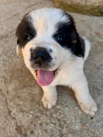 Cuccioli di San Bernardo
