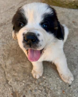 Cuccioli di San Bernardo