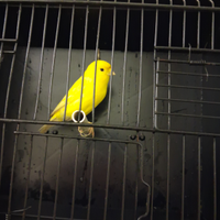 Disponibile coppia di canarini gialli