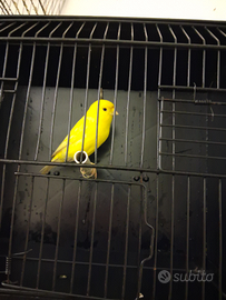 Disponibile coppia di canarini gialli