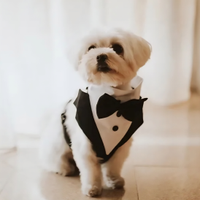 Maltese maschio per Accoppiamento