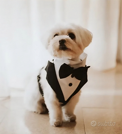 Maltese maschio per Accoppiamento