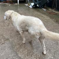 Cuccioli pastore maremmano