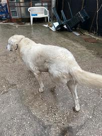 Cuccioli pastore maremmano