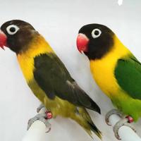 Coppia insep mascherato verde x verde oliva