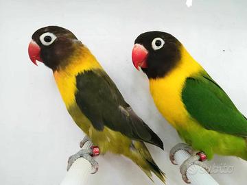 Coppia insep mascherato verde x verde oliva