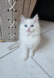 Cuccioli Ragdoll con pedigree