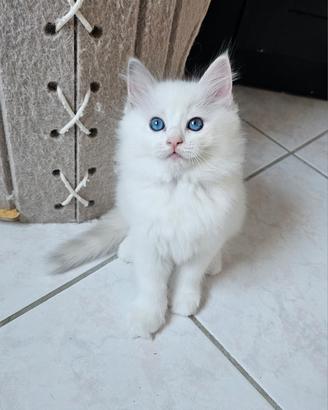 Cuccioli Ragdoll con pedigree
