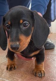 Bassotto nano tedesco