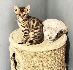 Gatto bengala