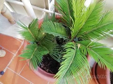 CYCAS CON VASO